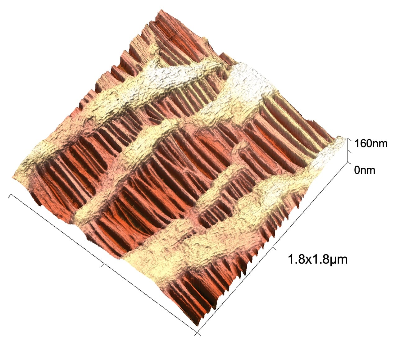 AFM topography of Celgard 2500