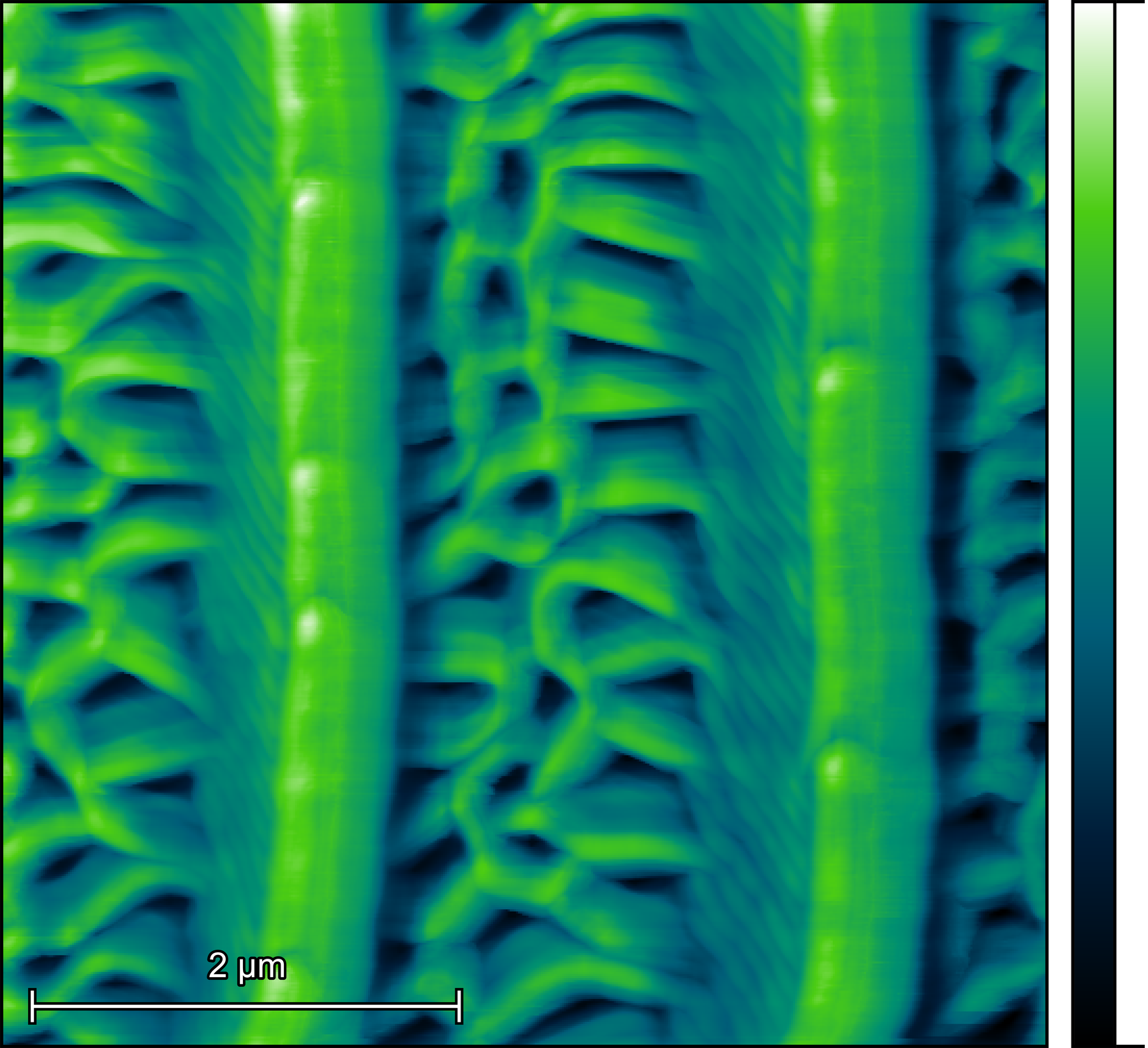 Butterfly wing