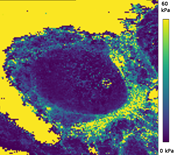 Cells in liquid